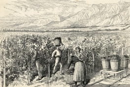 Cosecha de vid en Viña Macul, Santiago, hacia 1889.