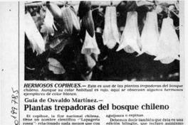 Plantas trepadoras del bosque chileno  [artículo] Bernardo Soria.