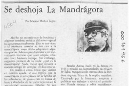 Se deshoja La Mandrágora  [artículo] Marino Muñoz Lagos.