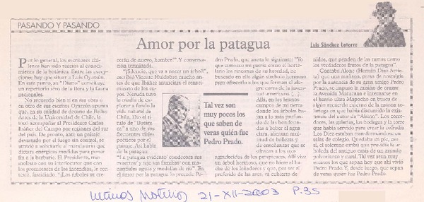 Amor por la patagua