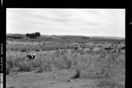 [Vacas y caballos pastando] : Chile Sul [Sur de Chile]