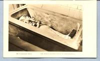 The King's outer coffin in sarcophagus 009 Tutankhamen series.