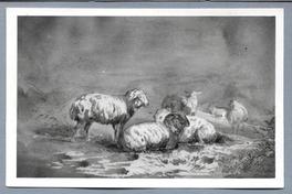 Grupo de ovejas