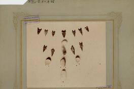 Excavaciones [arqueológicas] en la Hacienda de Cauquenes: Puntas de flechas de oxidiana, cuchillo de sílex y objetos de cuarzo del hombre prehistórico de Chile